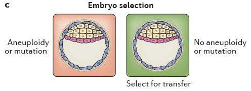 胚胎植入前基因篩檢02